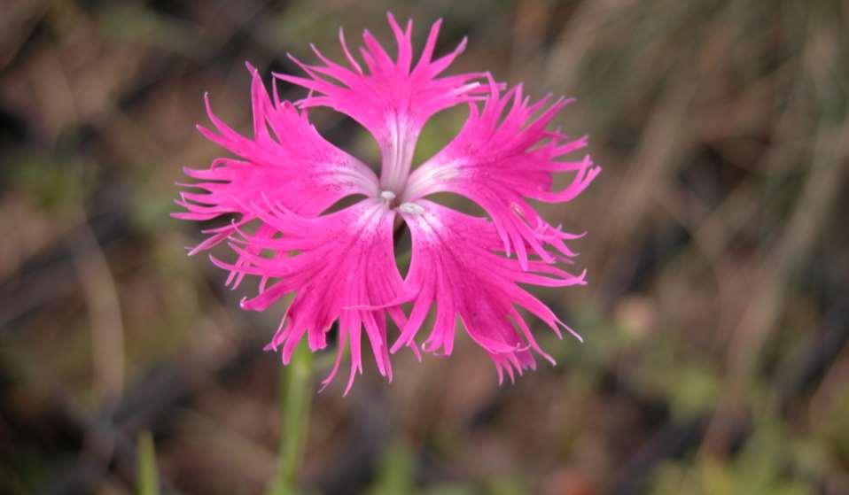 Dianthus