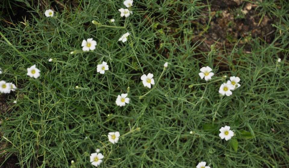 Gypsophila