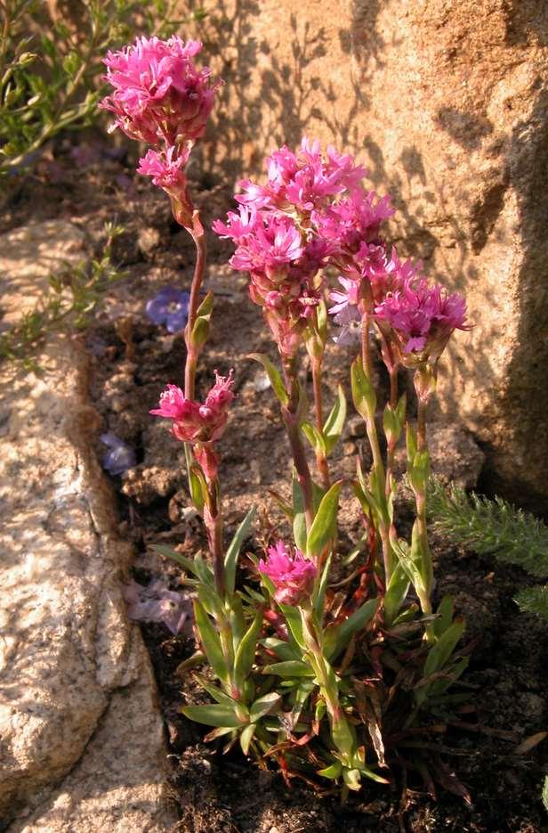 Lychnis