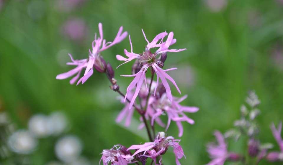 Lychnis