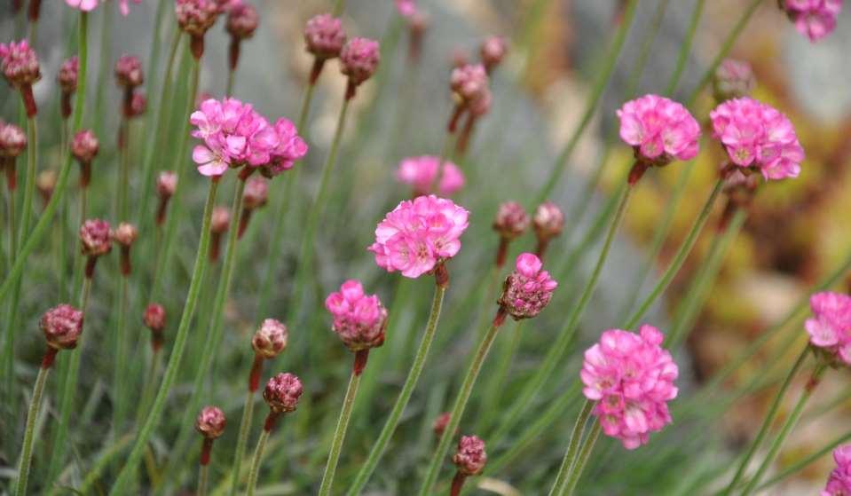 Armeria