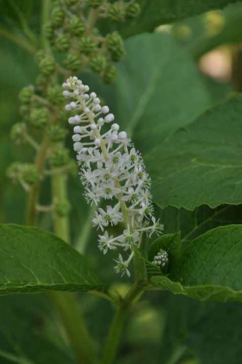 Phytolacca