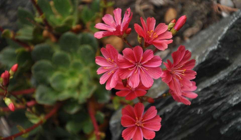 Lewisia cotyledon