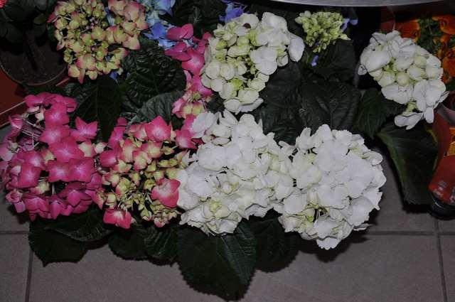 Řád Cornales* Čeleď Hydrangeaceae (hortenzovité) dřeviny a byliny s jednoduchými většinou vstřícnými listy rozšíření: warm temperate, some