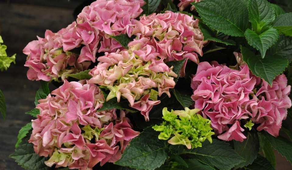 Hydrangea macrophylla