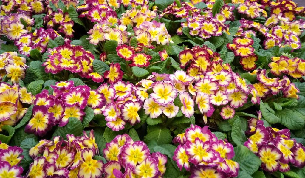 Primula x