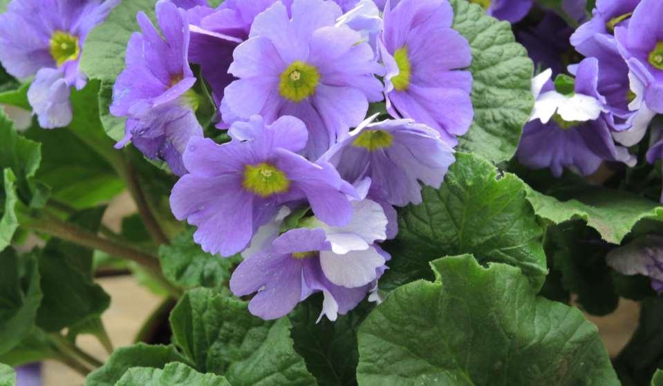 Primula