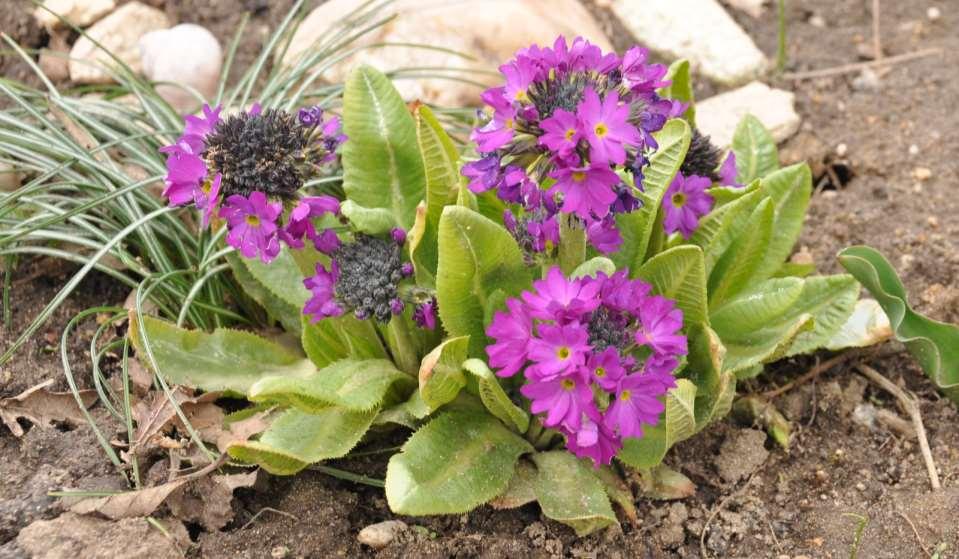 Primula denticulata