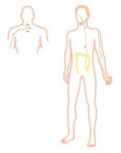 Meridián tlustého střeva Začíná u nehtového lůžka ukazováčku, vede po vnější straně ukazováčku k zápěstí, dále podél vnější strany předloktí, přes loket k nadloktí a k nejvyššímu bodu na rameni.