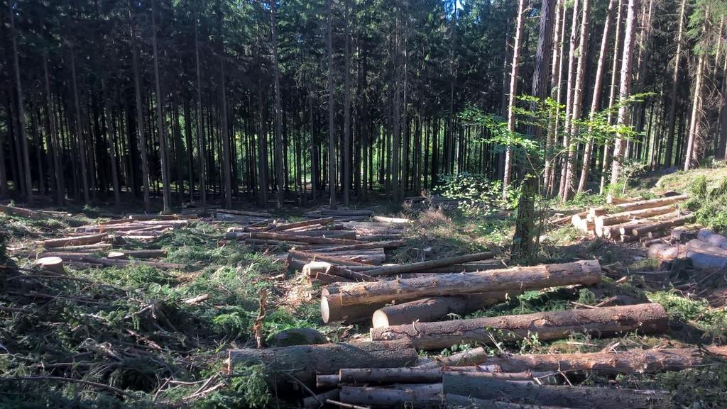 Září 2018 V tomto období stále pokračují práce na likvidaci škod způsobených kůrovcem v obecních lesích.