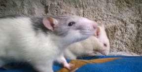 Porovnání krysy a potkana: Vzhled krysa: štíhlá, délka hlavy a trupu