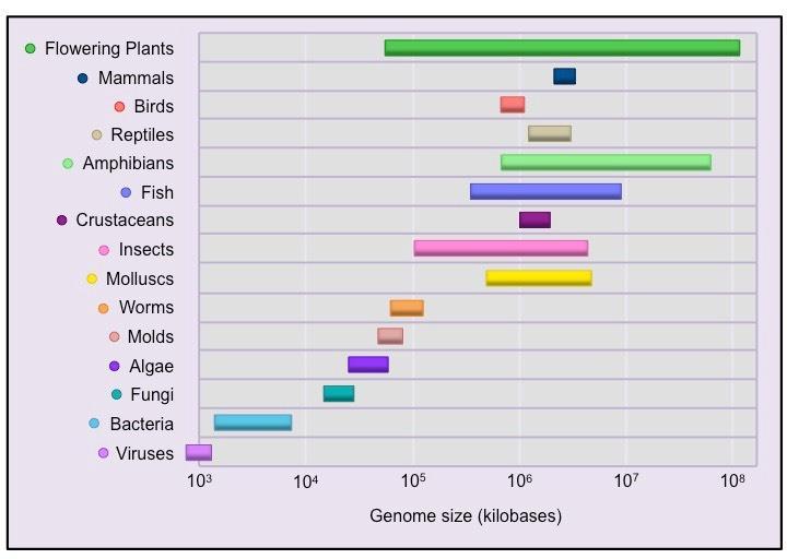 Velikost genomu Obecně platí, že jednodušší organismy mají menší genomy, ale tato závislost není jednoznačná.