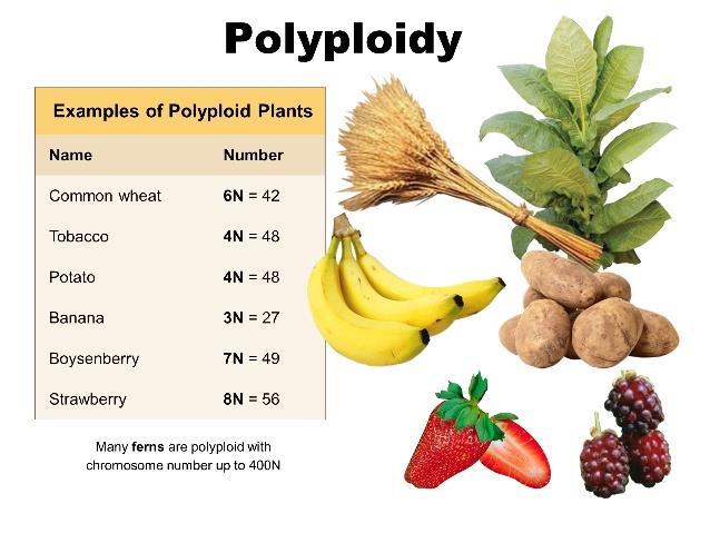 Genomové mutace - polyploidizace U rostlin častější než u živočichů (60 70% krytosemenných rostlin jsou polyploidi; u živočichů zejména u obojživelníků a u ryb).