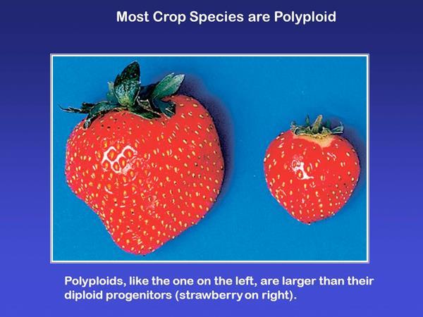 Polyploidní druhy často přecházejí na nepohlavní rozmnožování.