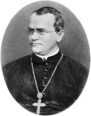 Gregor Mendel (1822-1884) Pokusy s dvouděložným hrachem setým Korunní plátky