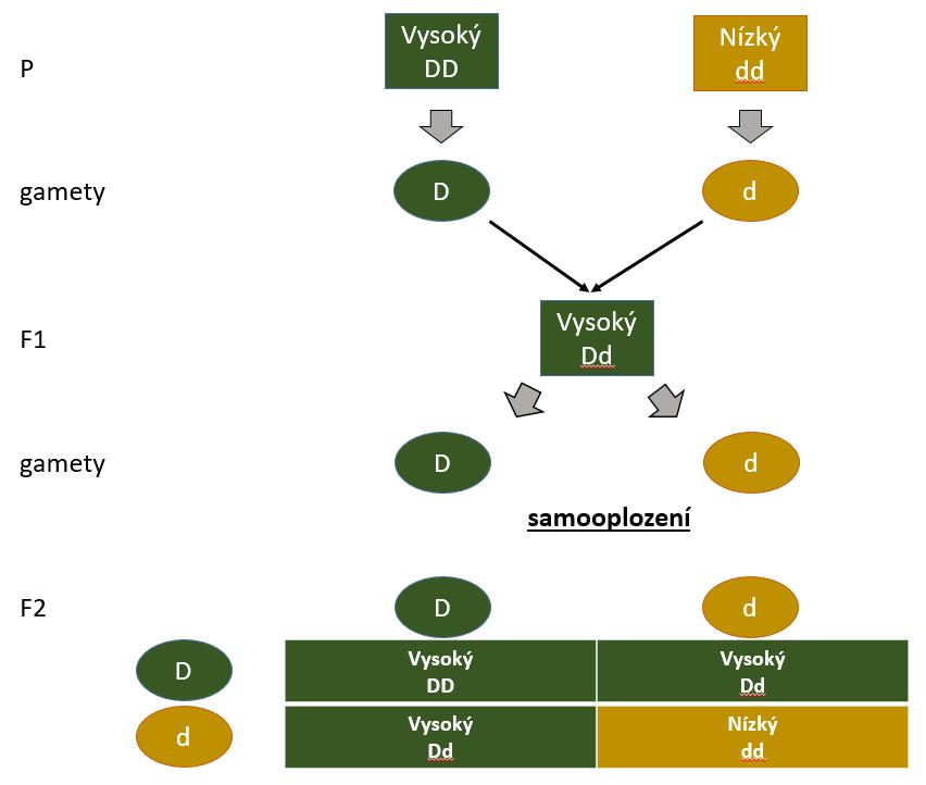 fenotypy genotypy poměr genotypů poměr