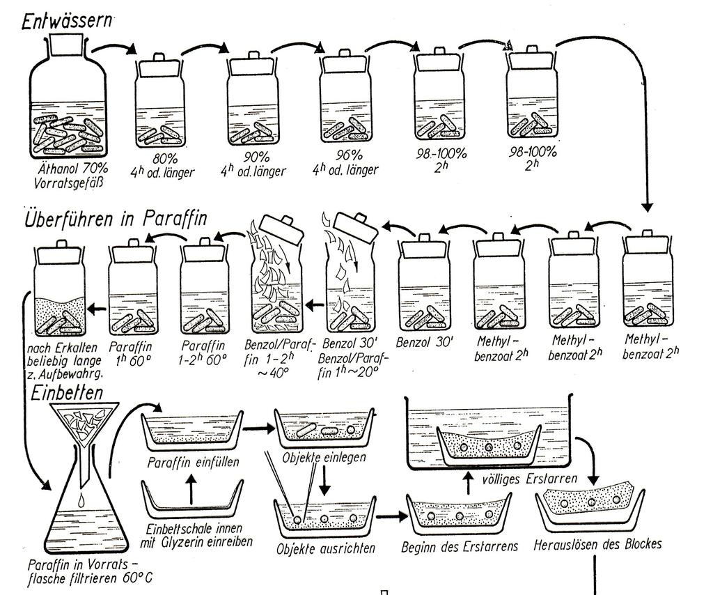 dehydratace Braune et al.