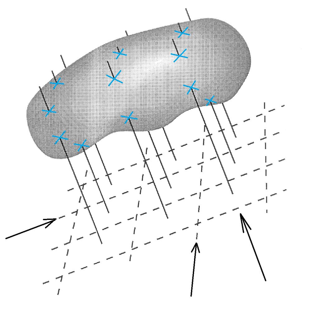 Metodika Hustota vnitřního povrchu mezofylu ISD, vyjádřená v jednotkách µm2 µm-3, byla stanovena pro každé měřené okno série optických řezů, jako podíl odhadu mezofylové plochy získaného metodou