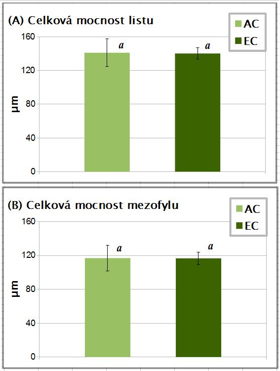 Výsledky Graf 4.1: (A), celková mocnost listů, (B) celková mocnost mezofylu listů buku lesního odebíraných v roce 2009.
