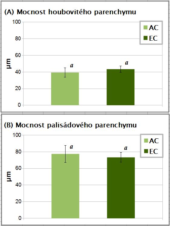 Výsledky Graf 4.2: (A), mocnost houbovitého parenchymu listů, (B) mocnost palisádového parenchymu listů buku lesního odebíraných v roce 2009.