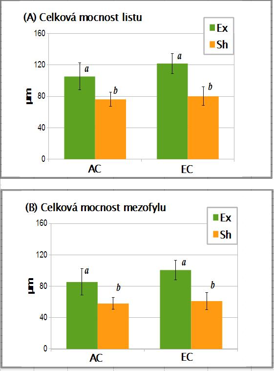 Výsledky Graf 4.4: (A), celková mocnost listů, (B) celková mocnost mezofylu listů buku lesního odebíraných v roce 2012.
