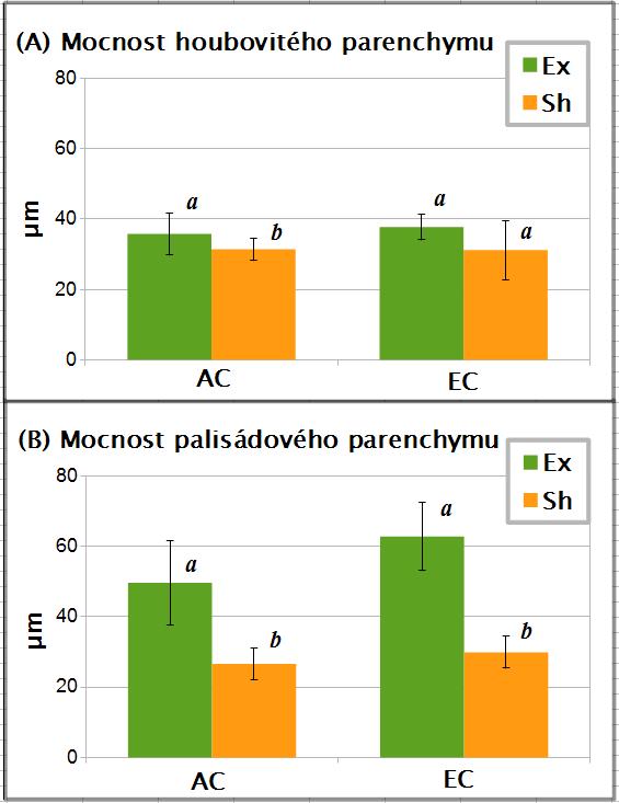 Výsledky Graf 4.5: (A), mocnost houbovitého parenchymu listů, (B) mocnost palisádového parenchymu listů buku lesního odebíraných v roce 2009.