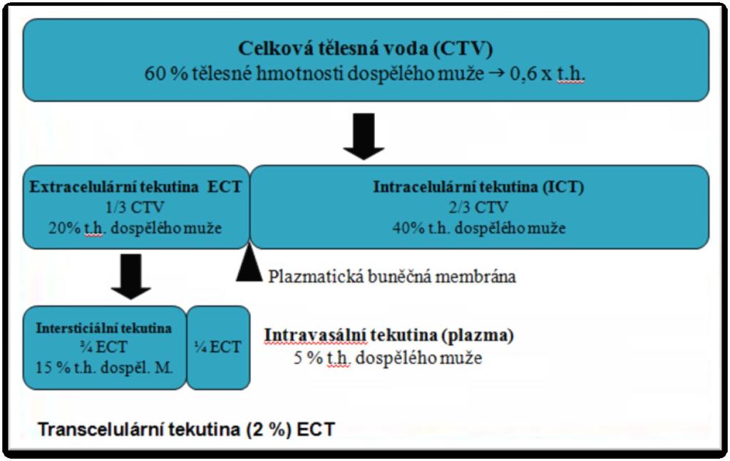 DISTRIBUCE VODY V TĚLE o Obsah vody cca 50-60% o Mnoţství vody ovlivněno věkem,