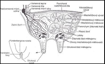 Obrázek 1. Stavba mléčné žlázy, Obrázek 2. Cesta vniku infekce (Doležal et al., 2000). (Kadlec et al., 1994).