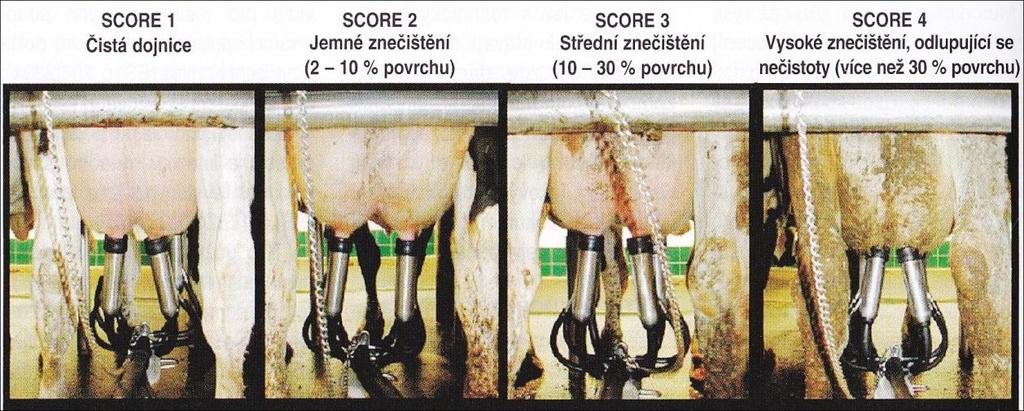 Čistota dojnic je přímo závislá na čistotě prostředí podestýlky a chodeb. Stupeň znečištění dojnic posuzujeme podle čistoty mléčné žlázy, distální části končetin, stehen a hýždí, viz fotografie 1.