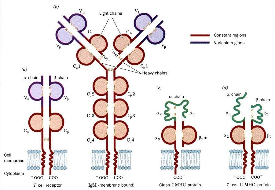 Podobné protilátkám Struktury podobné protilátkám najdeme i na buňkách účastnících se buněčné imunity a jsou součástí tzv.