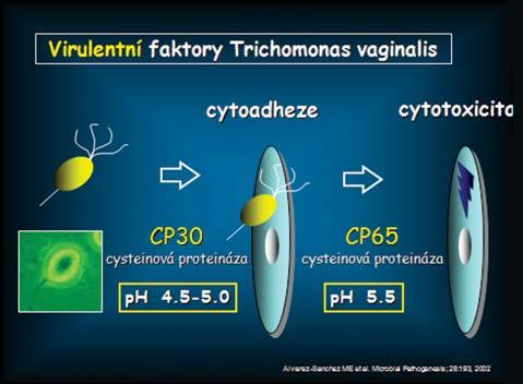 3,8 4,5, které se mění v průběhu menstruačního cyklu. Zvýšením ph pochvy do alkalických hodnot dochází ke kolonizaci patogenními bakteriemi.