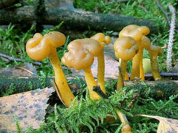černá hniloba ) Dumontinia tuberosa (hlízenka sasanková)