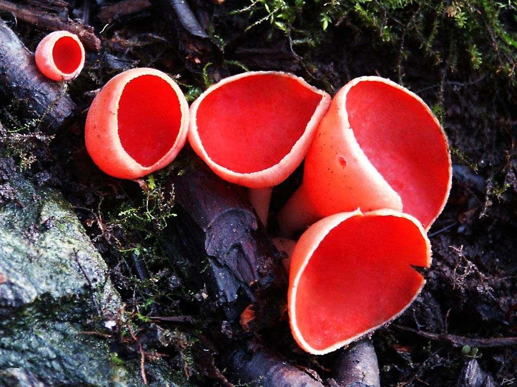Sarcoscypha (ohnivec) -
