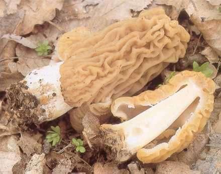 vrcholu klobouku Morchella (smrž) -