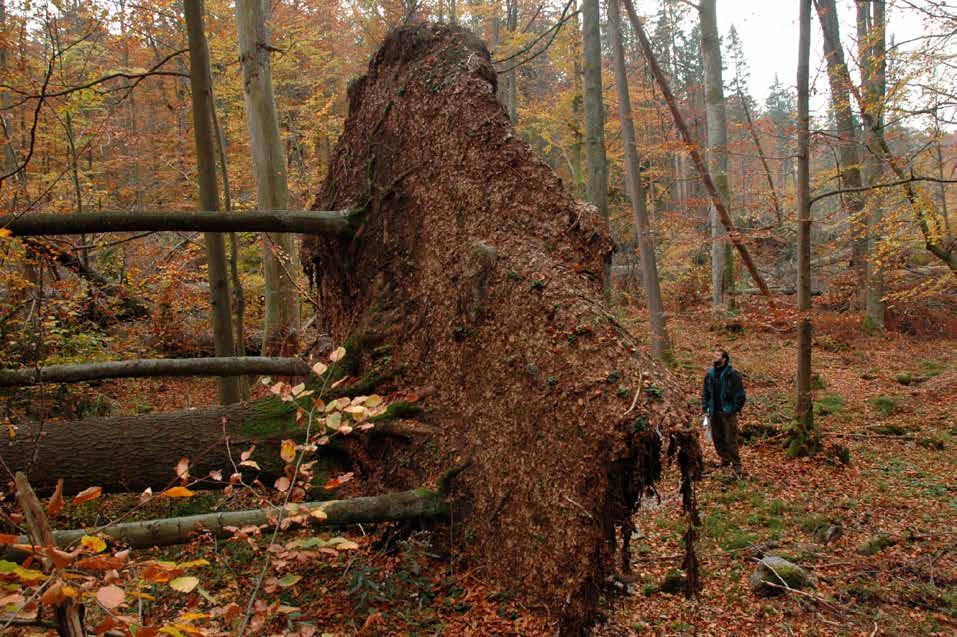 Department of Forest Ecology, VÚKOZ Nelineární vývoj půd přirozeně