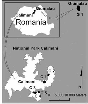 Disturbanční historie v přirozených lesích Picea abies L. a její dopad na půdy Dendrochronologický výzkum Svoboda M., Janda P., Bače R., Nagel T., Fraver S., Rejžek J., Mikoláš M., Douda J.