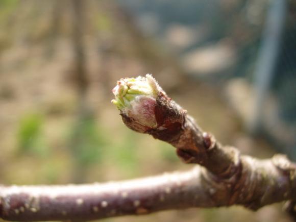 strupovitostí) a Rosana (zdravé plody) Obr.