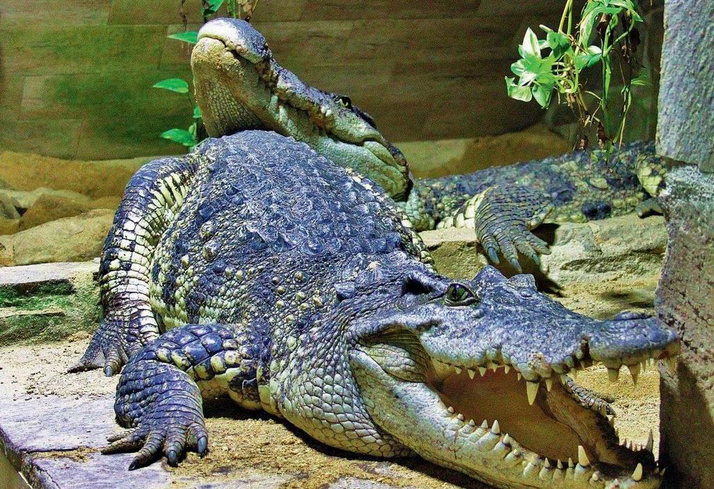 Tip na zážitek Navštivte Krokodýlí ZOO Protivín.