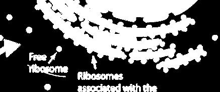 Ribosomy se nacházejí i v plastidech a v mitochondriích. Obr.