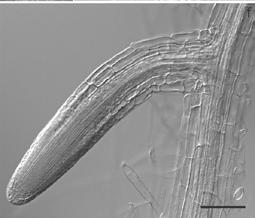 Prokaryotními symbionty jsou bakterie rodů Rhizobium, Bradyrhizobium