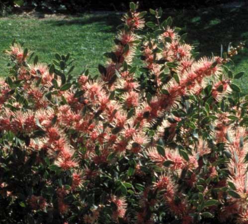 Nahloučené neboli proteoidní kořeny a zkrácené kořeny U řady druhů rostlin, zejména z čeledi Proteaceae (např.