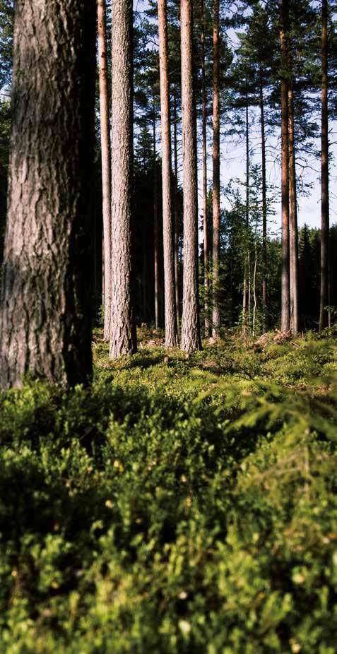 Stora Enso Pro lidi a jejich svět Stora Enso je v rámci celosvětového trhu přední dodavatel inovativních ekologických řešení v oblasti obalů, biomateriálů, dřevěných výrobků a papíru.