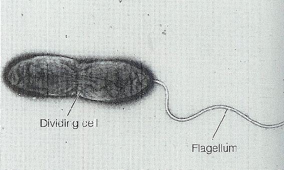 Proteobacteria Gammaproteobacteria Pseudomonadales Pseudomonadaceae Pseudomonas Dělící se buňka bičík P. aeruginosa Mnoho druhů akumuluje poly-β-hydroxybutyrát (zásobní látka).