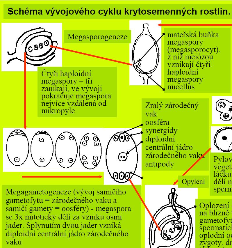 http://www.botanika.upol.