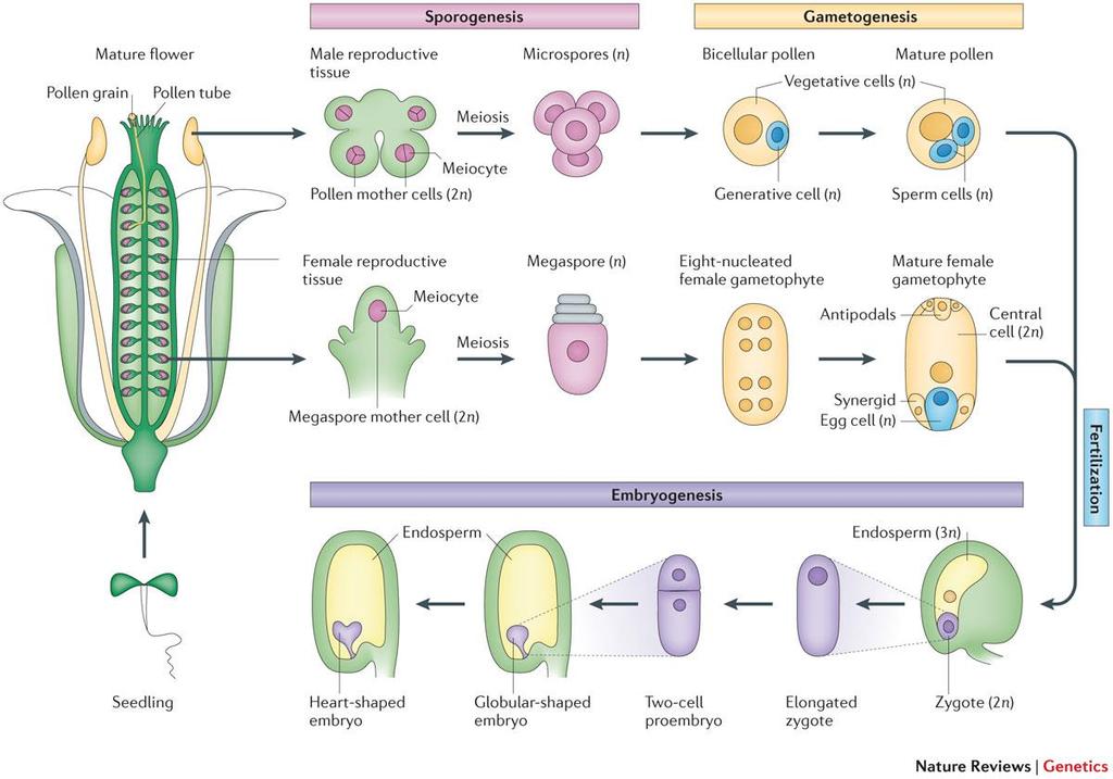 Megasporogeneze