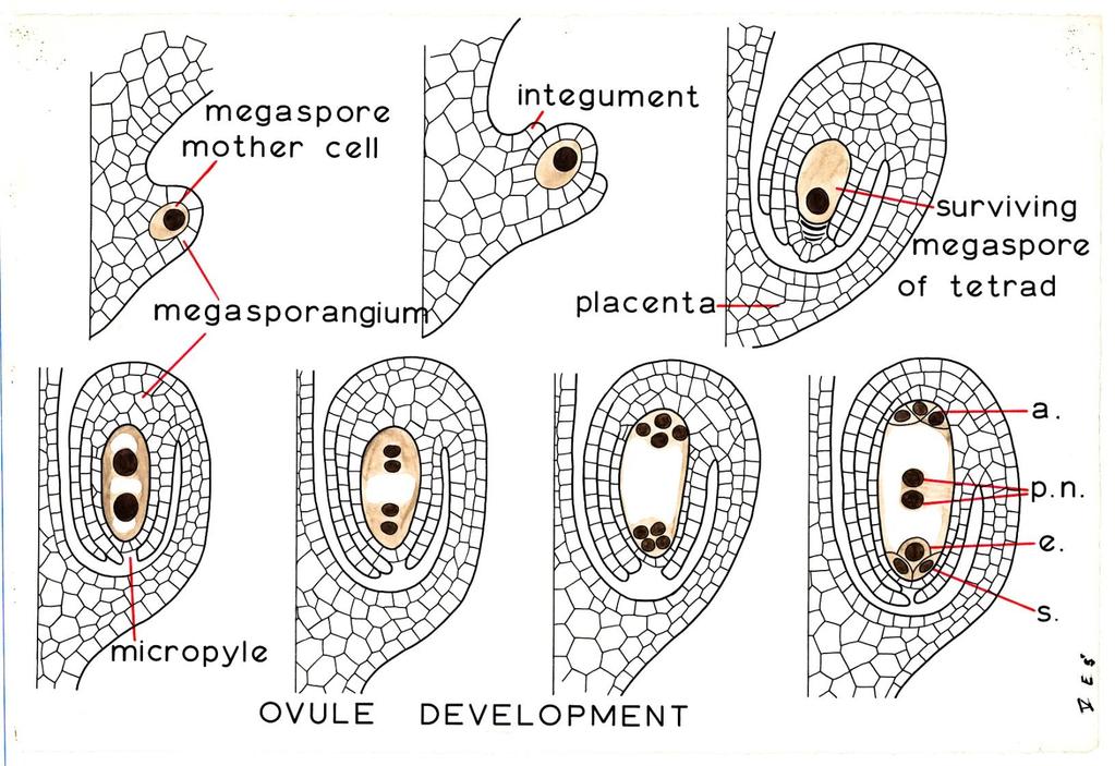 Megasporogeneze