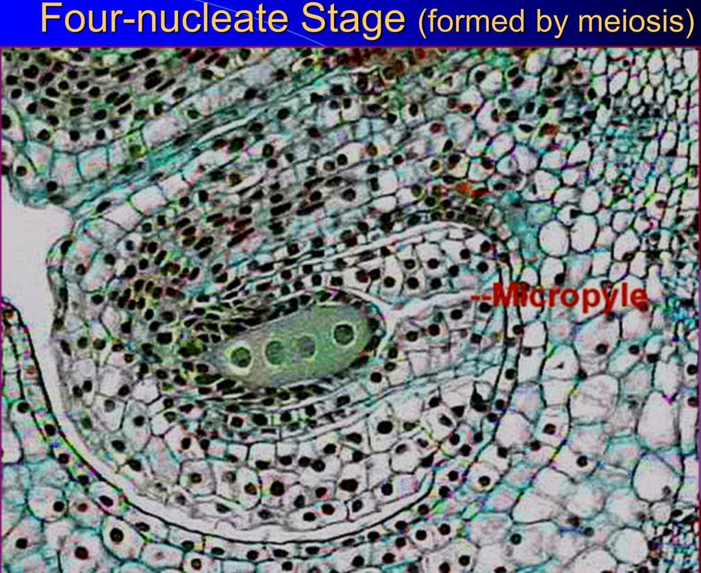 Megasporogeneze a