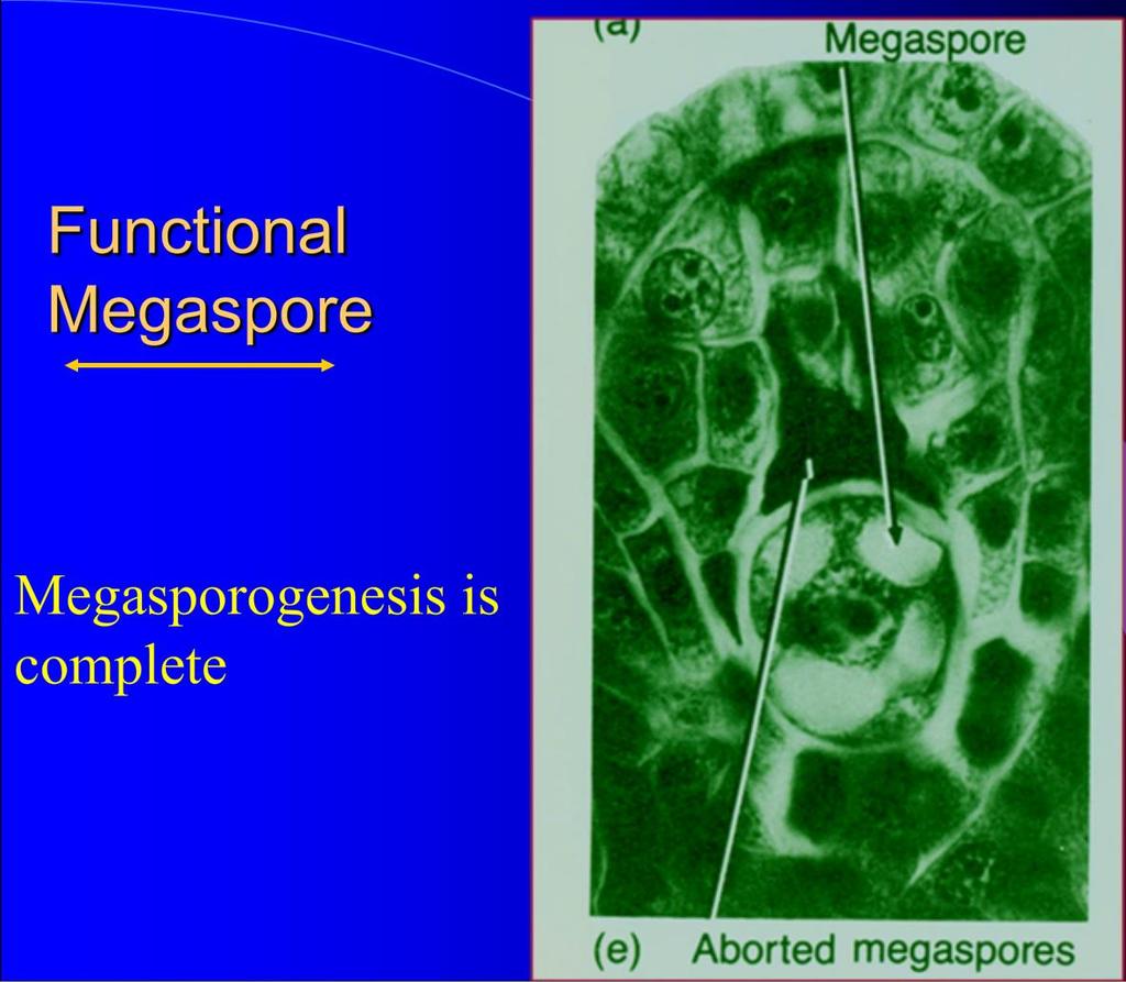 Megasporogeneze a