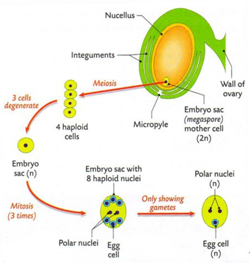 Megasporogeneze