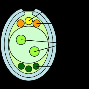 EMBRYO